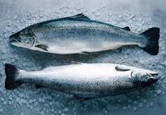 Exploring the Best Omega-3 Sources: Fish Edition