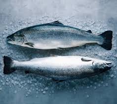 Exploring the Best Omega-3 Sources: Fish Edition